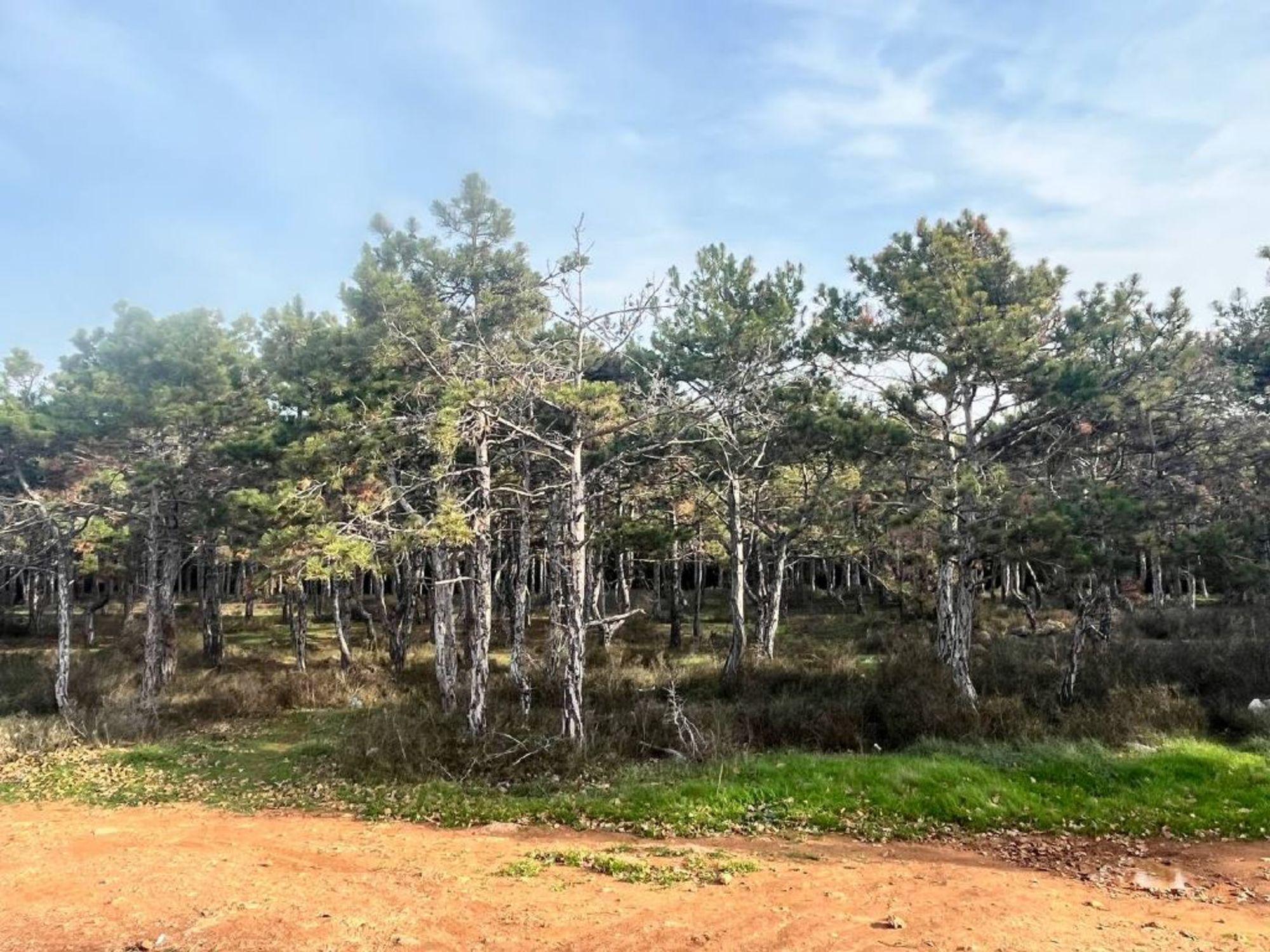 Купить землю, земельный участок за 3 200 000 рублей на СТ Скалистый 89